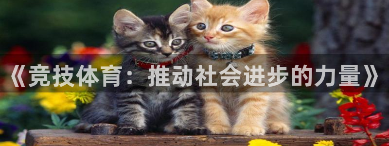 熊猫体育比赛直播